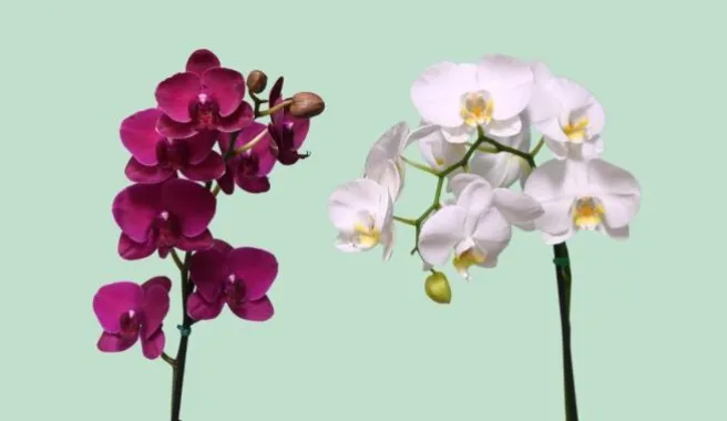 Plantas y Orquídeas
